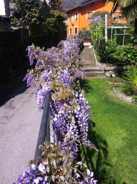 B&B Villa Dei Pini Cannobio Exteriér fotografie