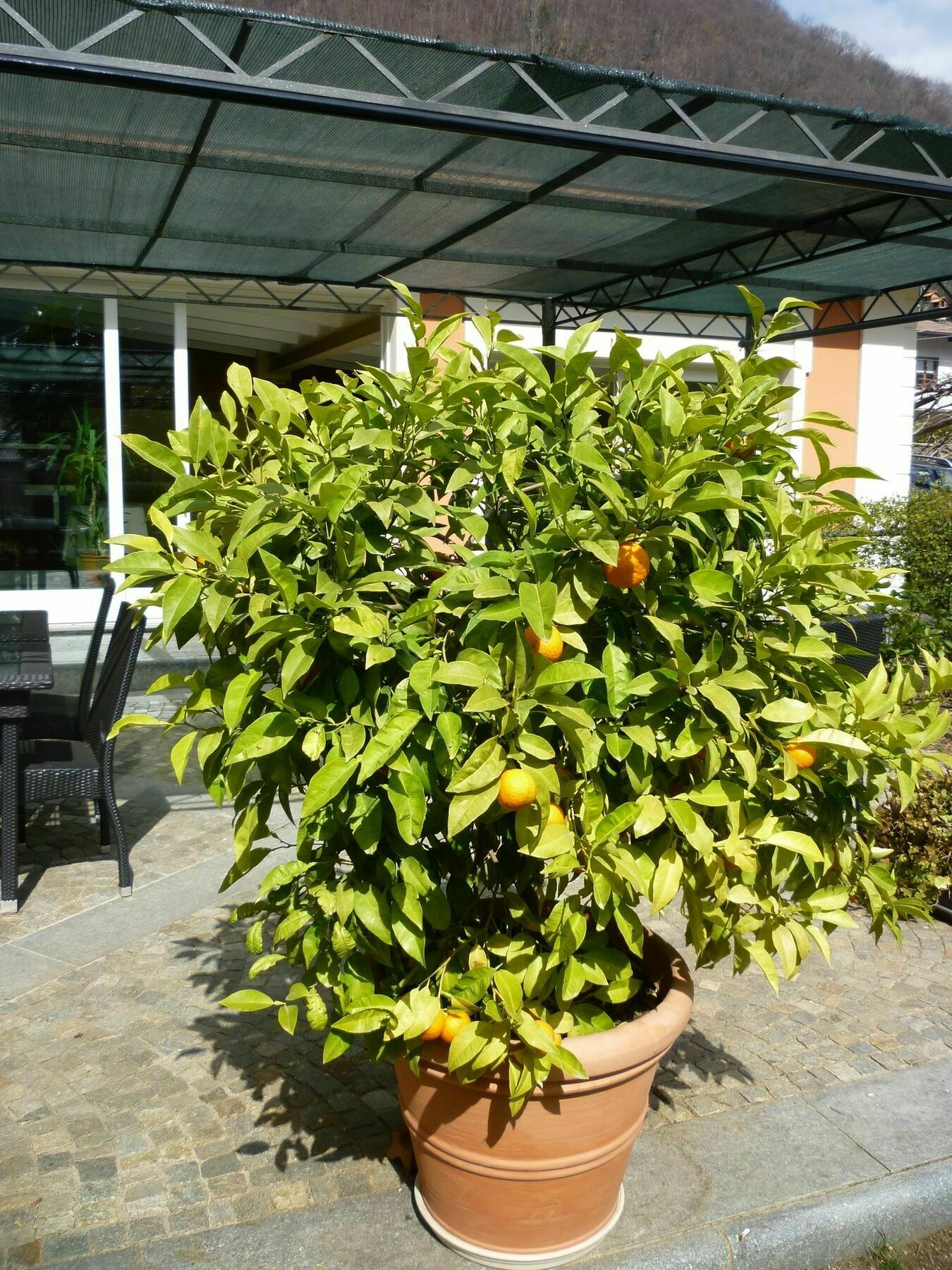 B&B Villa Dei Pini Cannobio Exteriér fotografie